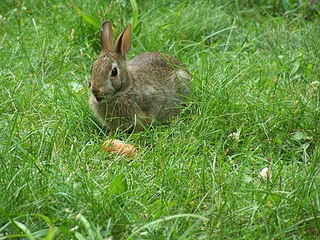 Tập_tin:Rabitt-and-carrot.jpg