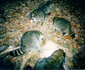 Group of eating raccoons