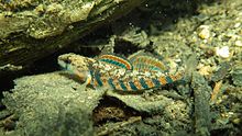 Rainbow darter Rainbow darter.JPG