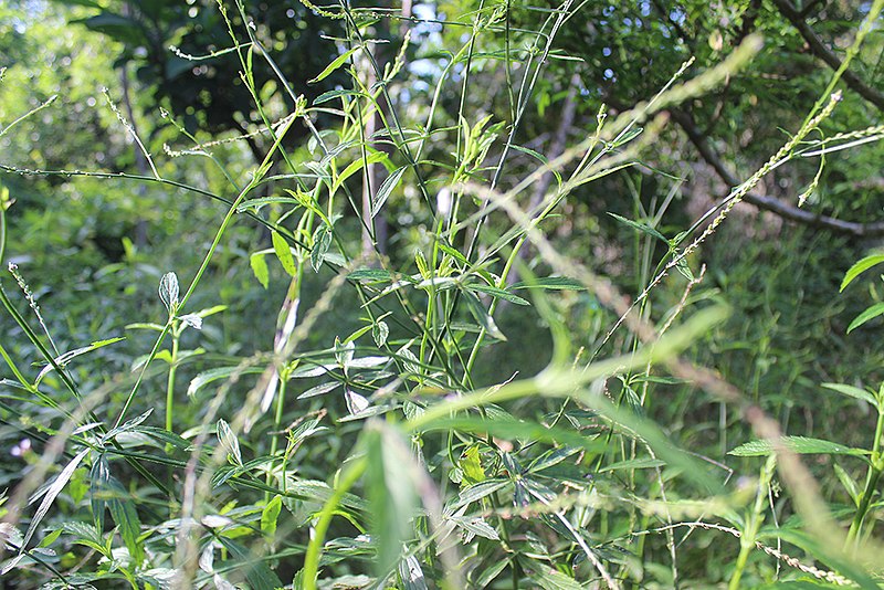 File:Ramas y hojas de verbena (Verbena officinalis) en Takiwasi, Tarapoto, Perú.jpg