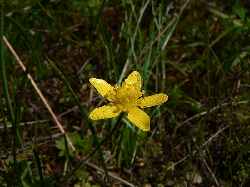 File:Ranunculus occidentalis 39003.JPG
