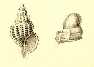<i>Raphitoma nivea</i> Species of mollusc