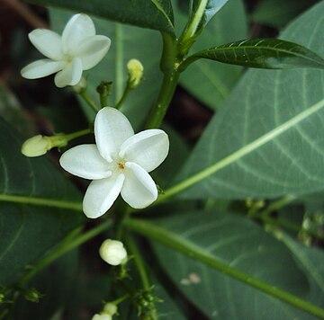 萝芙木