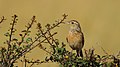 Red-winged Lark.jpg