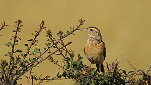 Giant lark