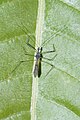 * Nomination Reduviidae,Hemiptera --Vengolis 04:21, 26 September 2016 (UTC) * Promotion Good quality. --Johann Jaritz 04:30, 26 September 2016 (UTC)