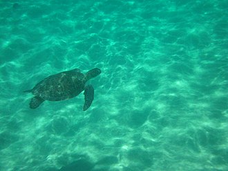 Turtle (Chelonia mydas) swimming in the waters of Fernando de Noronha Refeno2011-2.jpg