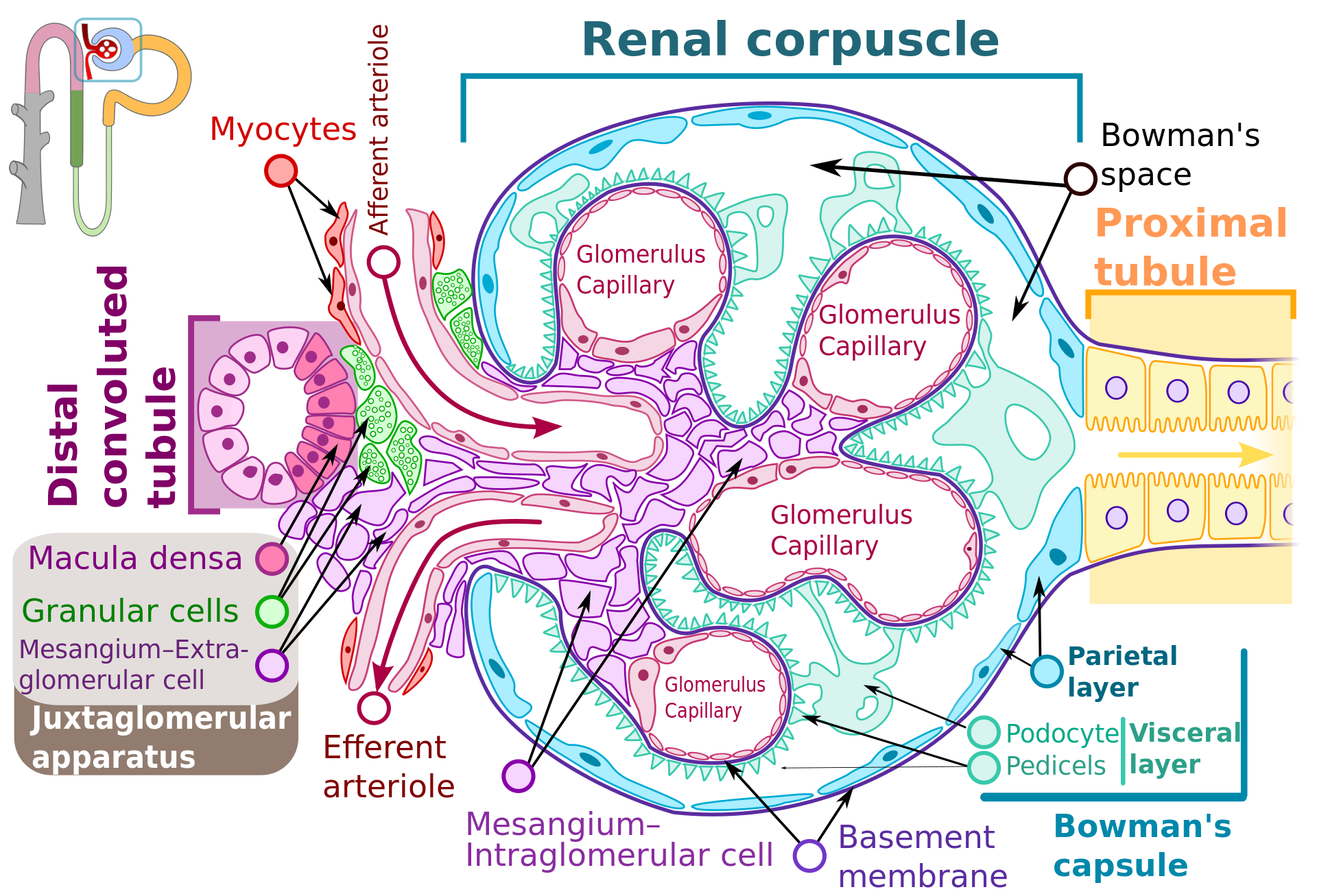 Renal corpuscle-en.svg
