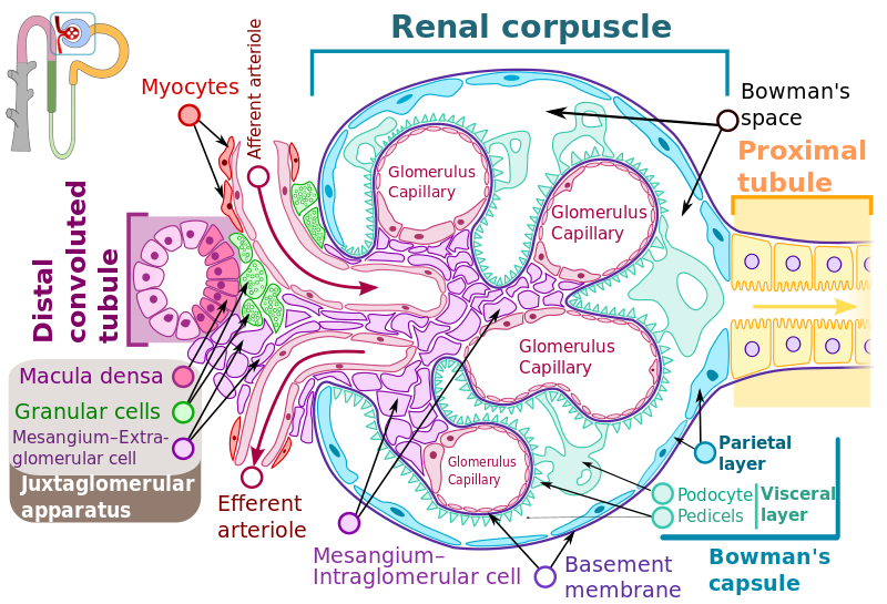 File:Renal corpuscle-en.svg