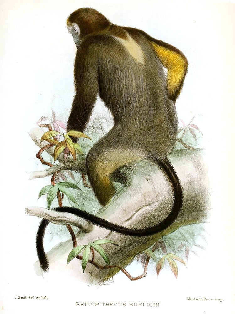 The average adult weight of a Gray snub-nosed monkey is 12.3 kg (27.12 lbs)