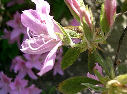 モチツツジ（黐躑躅）Rhododendron macrosepalum4