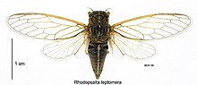 Rhodopsalta leptomera male.jpg