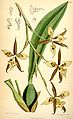 Rhynchostele maculata (as syn. Odontoglossum maculatum) plate 6455 in: Curtis's Bot. Magazine (Orchidaceae), vol. 105, (1879)
