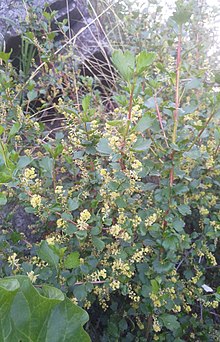 Ribes diacanthum 109100907.jpg