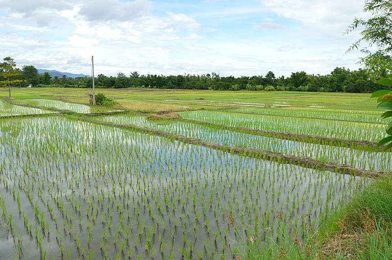 File:Rice fields near Doi Inthanon NP.JPG