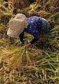 Rice harvesting from paddy fields in Sangar District, Rasht County - 3 September 2011 06.jpg
