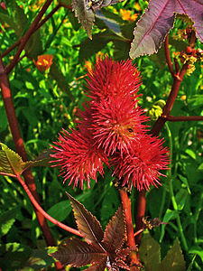 Ricinus communis Riping fruit