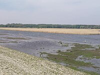 Natte weilanden en rietmoerassen bij Polder Dronthen, Kampen, kijkend richting Drontermeer en Reve-Abbertbos in Flevoland