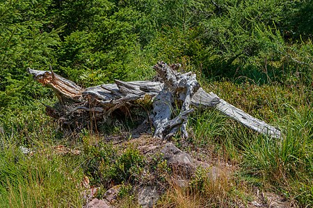 Root Panoramic trail Black Forest National Park