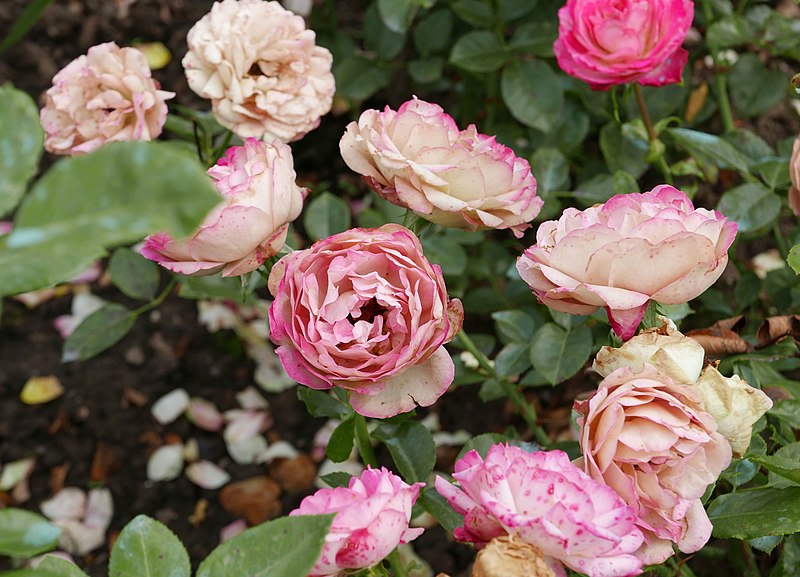 File:Rosa 'Acropolis' Meilland 2001 02.jpg