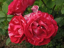 Rosa 'Henri Matisse' 01.jpg