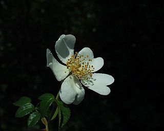 <i>Rosa sempervirens</i> Species of vine