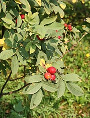 Шиповник волосистый (Rosa villosa) представлен в Центральной и Южной Европе, на север до Нидерландов