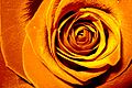 Eine orange Rose*