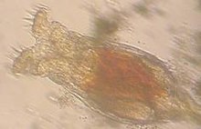 a pseudocoelomate testtervezésű aschelminthes paraziták elleni megelőzés eszközei