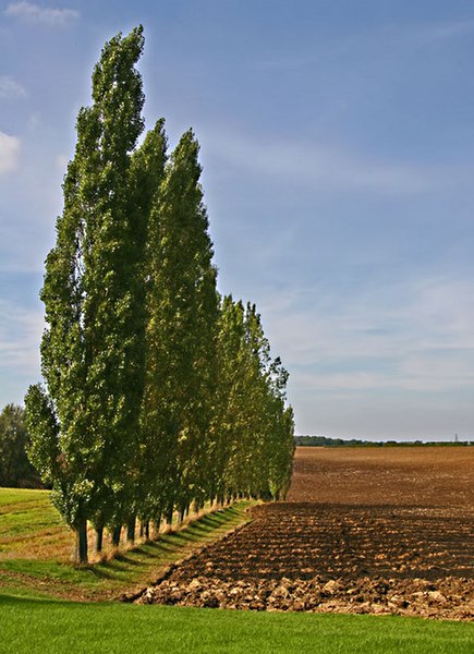 File:Row of Poplar Trees - geograph.org.uk - 242206.jpg
