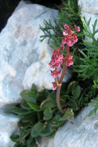 <i>Rumex nivalis</i> Species of flowering plant