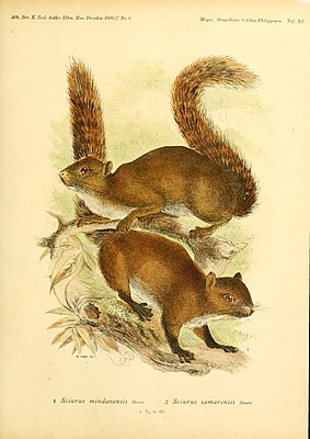 Samar squirrel (Sundasciurus samarensis) (below), above a Mindanao squirrel (Sundasciurus mindanensis)