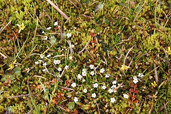 Flowering plants