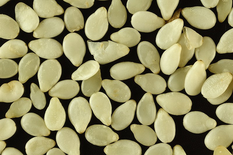 File:Sa white sesame seeds.jpg