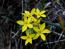 Sabaea exacoides flower.JPG