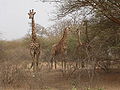 Girafes venues d'Afrique du Sud.