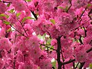 Sakura Blossom.jpg