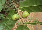 Salacia fruticosa 31.jpg