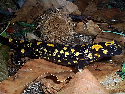 An individual of a yellow-spotted salamander