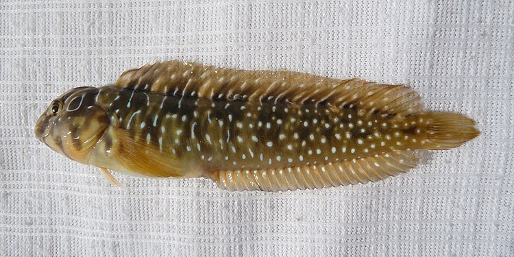 Peacock blenny female