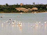 Fenicotteri che popolano la Salina dei Monaci di Torre Colimena