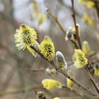 Salix caprea male TK 4.jpg