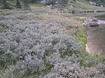 Vorschaubild für Lappland-Weide