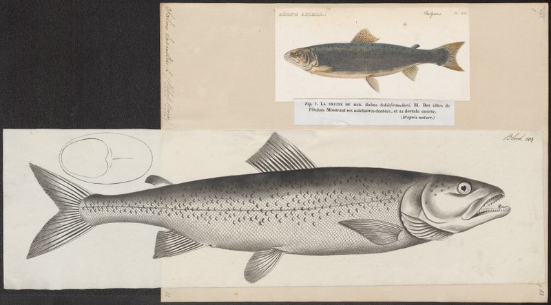 File:Salmo lacustris - 1700-1880 - Print - Iconographia Zoologica - Special Collections University of Amsterdam - UBA01 IZ14800035.tif