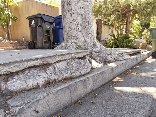 San Fernando Valley sidewalk vs. tree