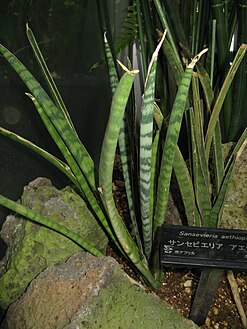 Sansevieria aethiopica1.jpg