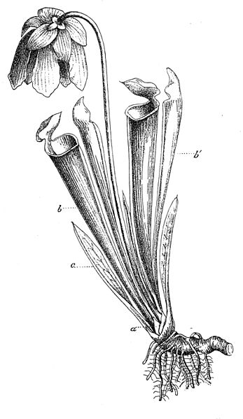 File:Sarracenia flava Macfarlane illustration.jpg