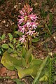 Satyrium erectum South Africa - Western Cape between Wolseley and Tulbagh