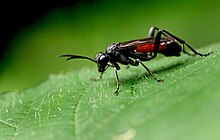 Macrophya annulata, Brussels Sawfly (Macrophya annulata), Parc de Woluwe, Brussels (27877822680).jpg