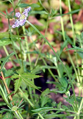 Scabiosa japonica